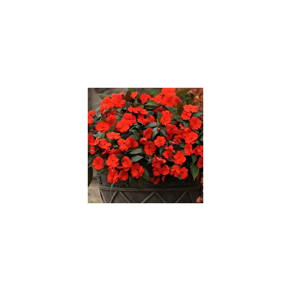 Impatiens de Nouvelle Guinée