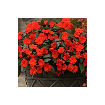 Impatiens de Nouvelle Guinée