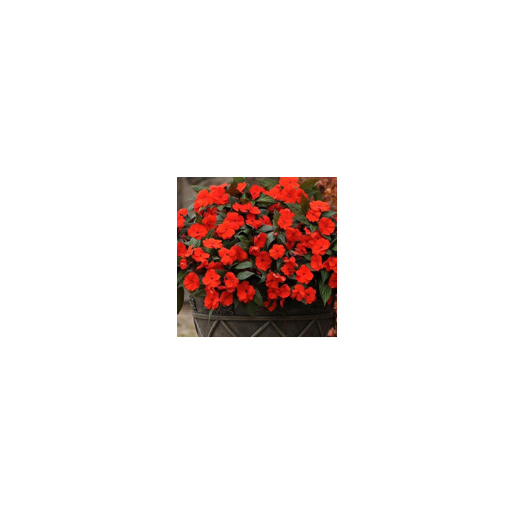 Impatiens de Nouvelle Guinée