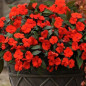 Impatiens de Nouvelle Guinée