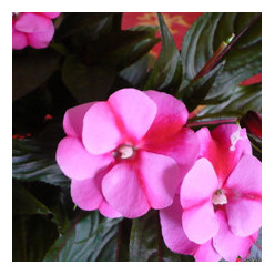 Impatiens de Nouvelle Guinée