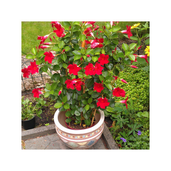 Dipladenia