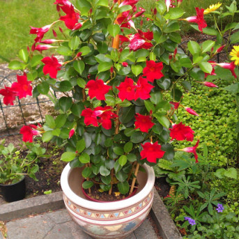 Dipladenia