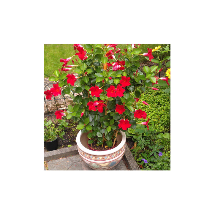 Dipladenia