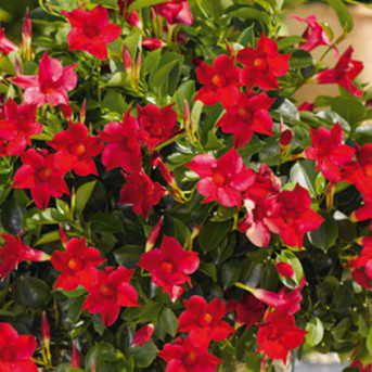 Dipladenia