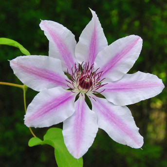 Clématite fleuri