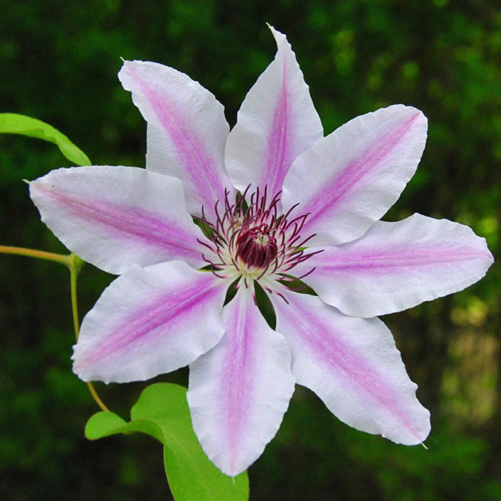 Clématite fleuri