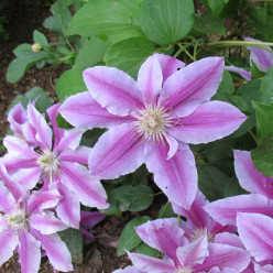 Clématite fleuri