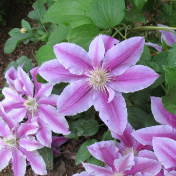 Clématite fleuri