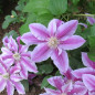 Clématite fleuri