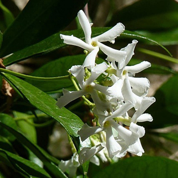 Jasmin étoilé Jasmin étoilé