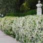 Jasmin étoilé Jasmin étoilé