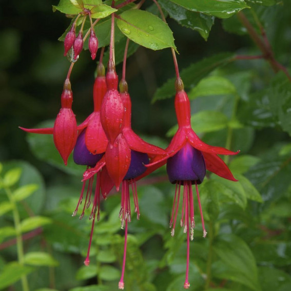 Le fuchsia Le fuchsia