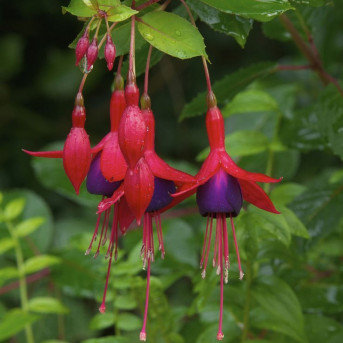 Le fuchsia
