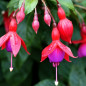 Le fuchsia Le fuchsia