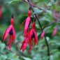 Le fuchsia Le fuchsia