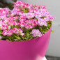 Pélargonium grandiflorum