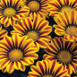 Gazania Gazania