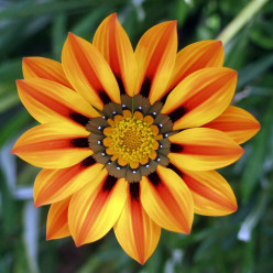 Gazania