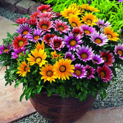 Gazania