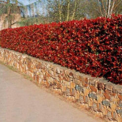 Photinia red robin