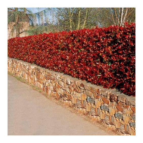 Photinia red robin