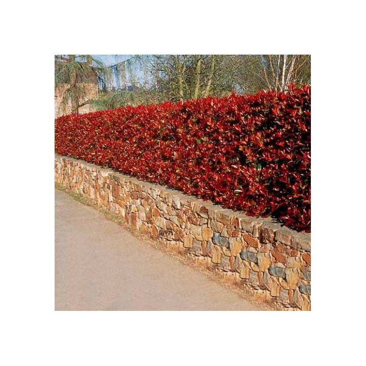 Photinia red robin