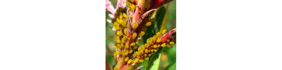 Les insectes