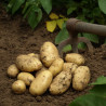 Les plants de pomme de terre