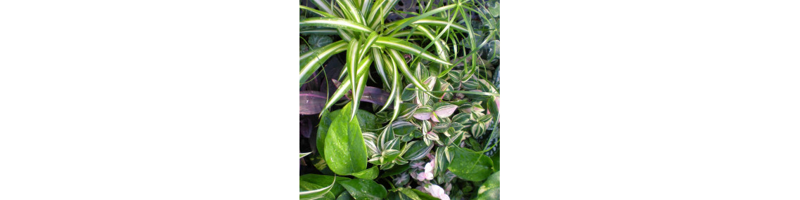 Plantes vertes