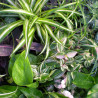 Plantes vertes