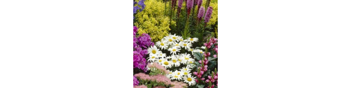 Les plantes pour massifs, balcons, terrasses