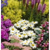 Les plantes pour massifs, balcons, terrasses