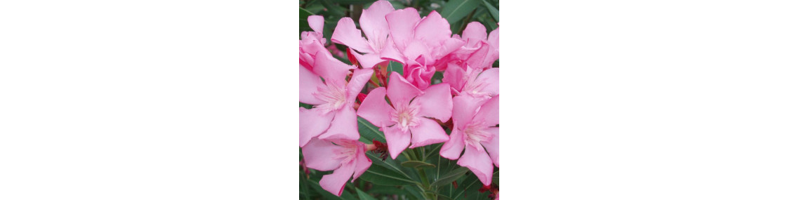 Arbustes à fleurs