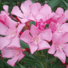 Arbustes à fleurs