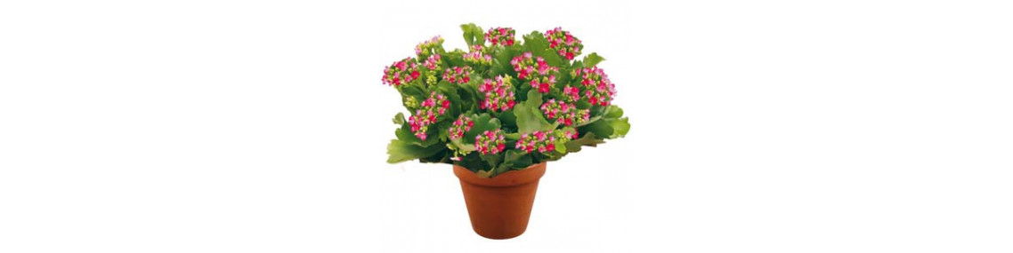 Plantes fleuries