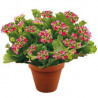 Plantes fleuries