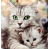L'univers des chats
