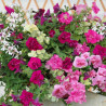 Les plantations de printemps et d'été